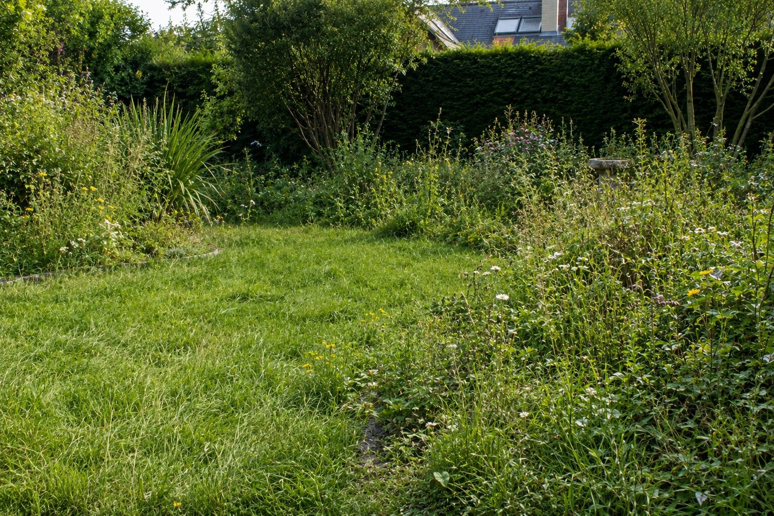 Jardin avant coaching — gazon envahi de mauvaises herbes et plantes sauvages sans entretien
